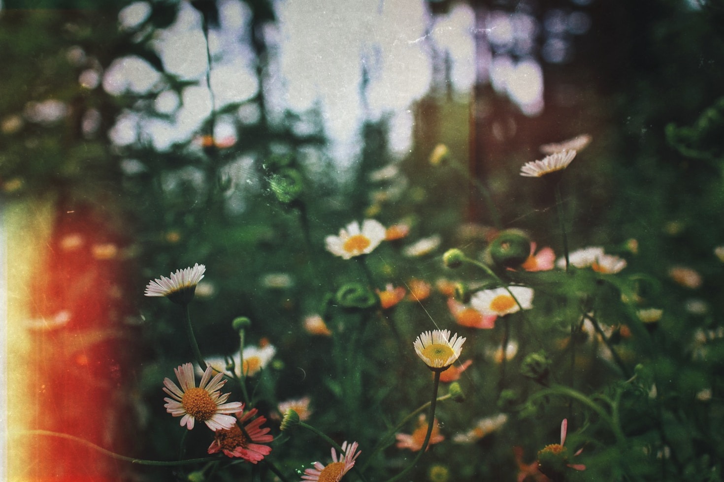 How Flowers Can Transform Your Travel Experience